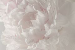 Soft Peonies