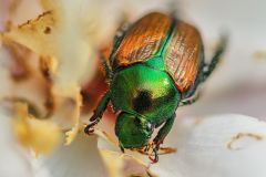 Japanese Beetle