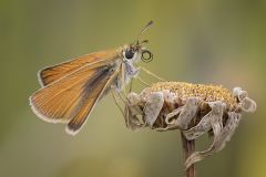 Nectaring European Skipper