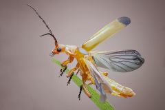 Soldier Beetle Taking Flight