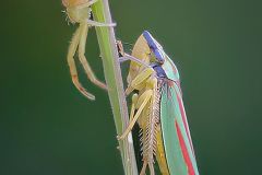 Spider Vs Leafhopper Standoff