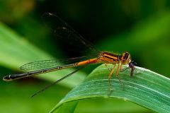 Eastern Forktail Damselfly Feeding