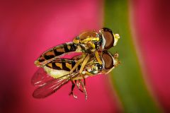 Mating Hover Flies
