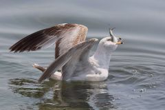 Ring-Billed Gull with Catch