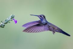 Blue Throated Mountain Gem