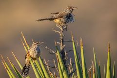 Cactus Wrens