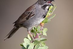 Five Striped Sparrow
