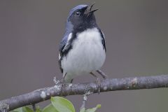 Black Throated Blue Warbler