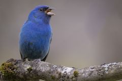 Indigo Bunting