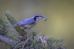 Red Breasted Nuthatch