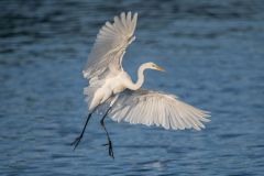 Egret