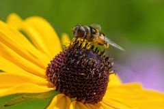 Hover Fly