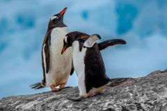 Gentoo Penguins