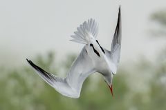 Tern Dives for Prey
