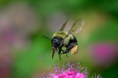 Bumble Bee Hunting Pollen