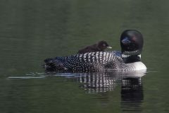 Common Loon and Chick