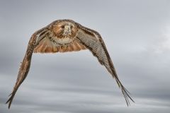 Red Tailed Hawk