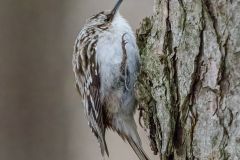 Brown Creeper on Maple Tree