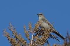 Townsends Solitaire