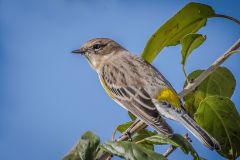 Yellow Rumped Warbler