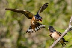 Barn Swallows