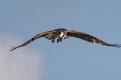 Osprey