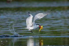 Caspian Tern