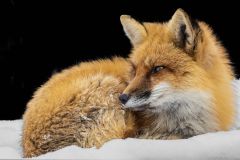 Red Fox