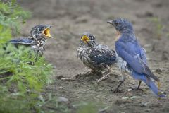 Bluebird Fedglings Looking to Eat