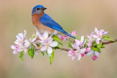 Eastern Bluebird