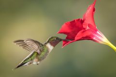 Ruby-Throated Hummingbird