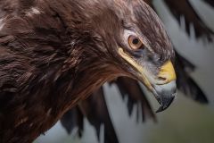 Golden Eagle