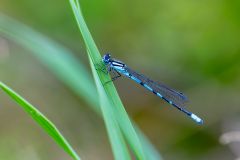 Common Blue Damselfly