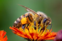 Honey Bee Collecting Pollen