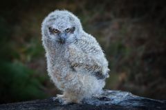 Baby Great Horned Owl