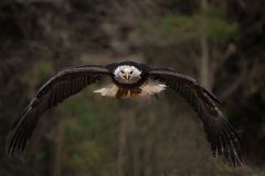 Bold Eagle