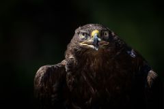 Golden Eagle Portrait