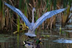 Great Blue Heron