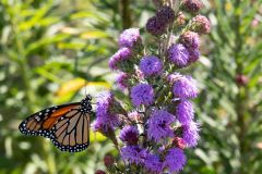 Monarch on Butterfly Bush