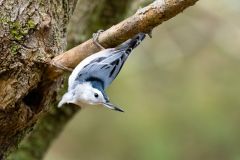 White Breasted Nuthatch