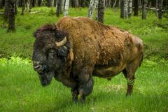 Plains Bison
