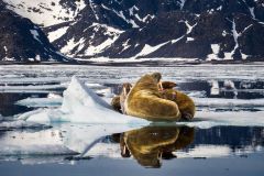 Walruses Making Do