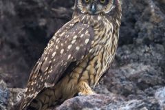 Galapagos Short-Eared Owl