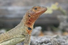 Lava Lizard