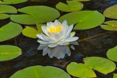 White Water Lily