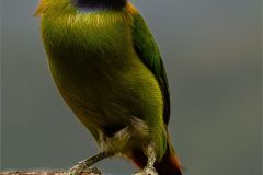 Emeral Toucanet