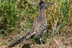 Greater Roadrunner