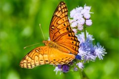 Mexican Fritillary