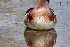 Male Wood Duck