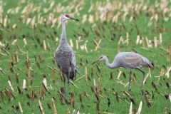 Sandhill Cranes